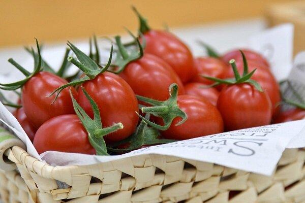 ژاپن گوجه فرنگی حاصل از ویرایش ژنوم را فراوری کرد